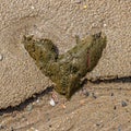 Looking down at a heart shaped rock on a sandy beach Royalty Free Stock Photo