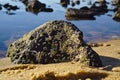 Rock shell fungus growing on beach stone