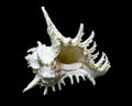 Rock shell or Ramose murex chicoreus seashell