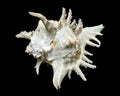 Rock shell or Ramose murex chicoreus seashell