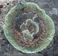 Rock-shield lichen growing ring-like on a stone Royalty Free Stock Photo