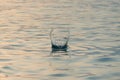 Rock skipping Royalty Free Stock Photo