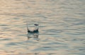 Rock skipping Royalty Free Stock Photo