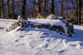 Rock in the snow, Switzerland/Europe