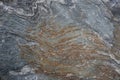 Abstract texture of natural gneiss foliated metamorphic rock background. Royalty Free Stock Photo