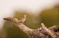 Rock Sparrow on Olive tree branch