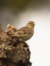 Rock Sparrow on olive trunk