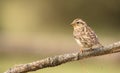 Rock Sparrow perching on a branch