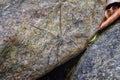 Rock Spider poised and hunting prey camouflaged on rock by river, in El Eden, Puerto Vallarta Jungle in Macro, detailed view in Me