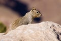 Rock Squirrel Royalty Free Stock Photo