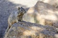 Rock squirrel, az Royalty Free Stock Photo