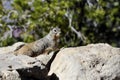 Rock squirrel, az Royalty Free Stock Photo