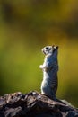 Rock Squirrel stands on a rock against autumn foliage in Black Canyon of the Gunnison National Park in Colorado Royalty Free Stock Photo