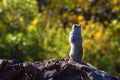 Rock Squirrel stands on a rock against autumn foliage in Black Canyon of the Gunnison National Park in Colorado Royalty Free Stock Photo