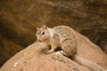 Rock Squirrel looking for the photograph