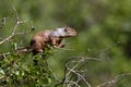 Rock Squirrel, Otospermophilus variegatus Royalty Free Stock Photo