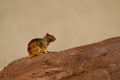 Rock Squirrel, Otospermophilus variegatus Royalty Free Stock Photo