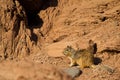 Rock Squirrel, Otospermophilus variegatus Royalty Free Stock Photo
