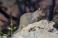 Rock squirrel Otospermophilus variegatus, Grand Canyon Village, Arizona, USA Royalty Free Stock Photo