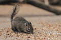 Rock squirrel Sciurotamias davidianus