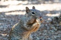 Rock squirrel sitting on hind legs, eating plant. Desert land in background Royalty Free Stock Photo