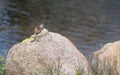 Rock Squirrel, Granite Dells and Lake Watson Riparian Park, Prescott Arizona USA Royalty Free Stock Photo