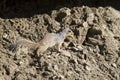 Rock Squirrel, Spermophilus variegatus Royalty Free Stock Photo