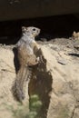 Rock Squirrel, Spermophilus variegatus Royalty Free Stock Photo
