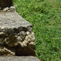 Rock stair contrasted with the green grass