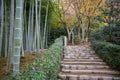 Rock stair in Japanese bamboo garden Royalty Free Stock Photo
