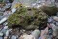 Rock stone with green moss in the nature.