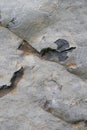 Rock and stone - detail and closeup of geomorphological texture, structure and material Royalty Free Stock Photo