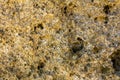 Rock, stone, textured. Background for design material Royalty Free Stock Photo