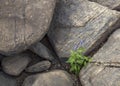 On a rock, between stones, a small meadow flower