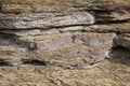 Rock strata Royalty Free Stock Photo