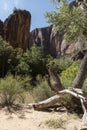 Rock Structure and trees at Temple of Sinawava Zion National Park Royalty Free Stock Photo