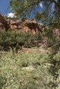 Rock Structure and trees Zion National Park Royalty Free Stock Photo