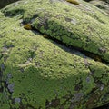 A rock surface is covered in a dense layer of green lichen, likely *Rhizocarpon geographicum*, Royalty Free Stock Photo