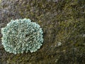 Rock surface with Lichen Lecanora muralis and moss Royalty Free Stock Photo