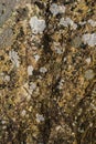 A rock surface showing details of crystals and erosion