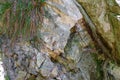 rock texture close up with green moss and roots. High quality cracked boulder, fractured