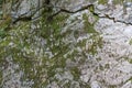 rock texture close up with green moss and roots. High quality cracked boulder, fractured