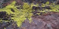 Rock texture with fungi and Moss