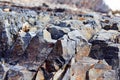 Rock textures of Saguaro National Park