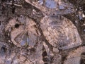 Rock thin section with fossils