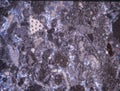 Rock thin section with fossils