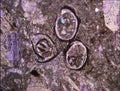 Rock thin section with fossils