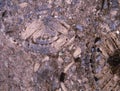 Rock thin section with fossils