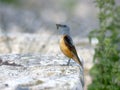 Rock thrush, Monticola saxatilis