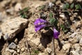 Rock thyme (Acinos alpinus)